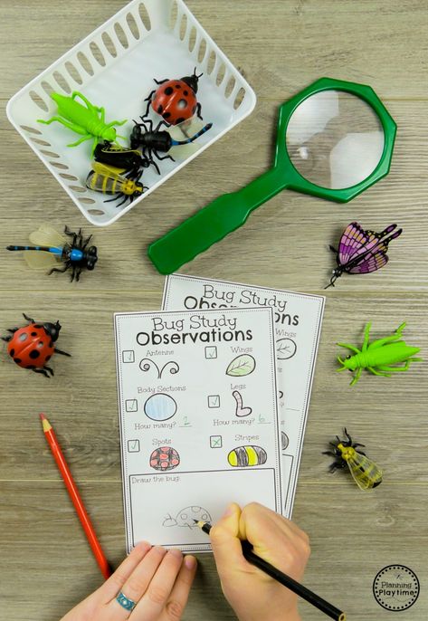 Observe Bug Attributes - Preschool Science Activities #preschool #bugs #bugtheme #bugactivities #preschoolactivities #preschoolscience Preschool Microscope Activities, Bug Learning Activities, Pre K Insect Activities, Bug Lesson Plans Preschool, Insect Science Experiments Preschool, Preschool Insects, Ladybugs Preschool, Preschool Bugs, Bug Activities