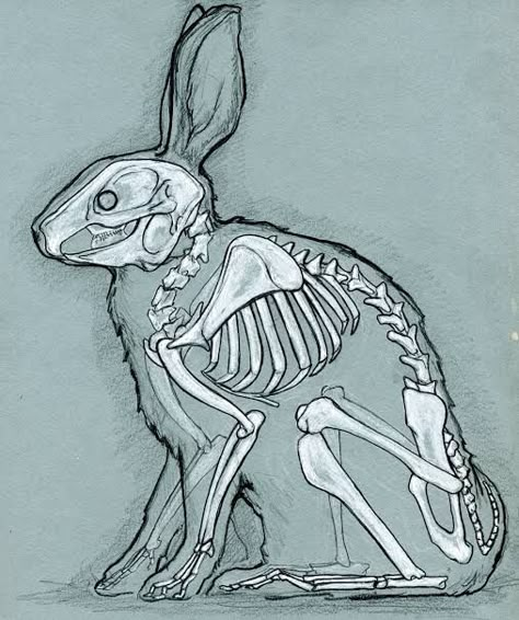 Rabbit Anatomy, Rabbit Skeleton, Animal Skeleton, Animal Anatomy, Animal Drawings, Anatomy, Skeleton, Human, Drawings