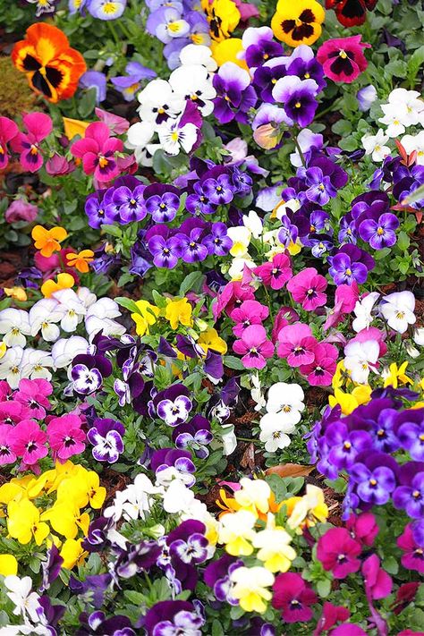 Viola tricolor, or pansies, come in an amazing array of colors. Whether you're looking for pastels or bolder hues to add to your garden, read more to learn why this is the plant for you: https://gardenerspath.com/plants/flowers/grow-pansies/ Violas Flowers, February Flowers, Winter Pansies, Recycled Planters, Viola Tricolor, Garden Nails, Viola Flower, Flowers Winter, Planters Garden