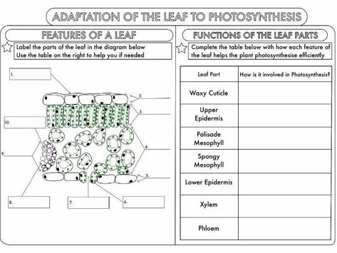 Leaf Structure Worksheet Answers Leaf Structure And Function, Photosynthesis Projects, Photosynthesis Activities, Photosynthesis Worksheet, Photosynthesis And Cellular Respiration, Leaf Structure, Interactive Science, Science Notebooks, Interactive Science Notebook