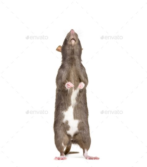 Rat standing, cut out by Lifeonwhite. Rat standing, isolated #AD #standing, #Rat, #cut, #isolated Rat Standing Up, Rat Standing, Cute Rats, Rodents, Art References, Merchandise Design, Rats, Art Reference, Design Ideas