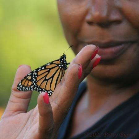 Butterfly Landing On Hand, Meaning Of A Butterfly, Butterfly Landing, Butterfly Symbolism, Butterfly Chrysalis, Butterfly Flying, Black Butterflies, Butterfly Family, Hand Meaning