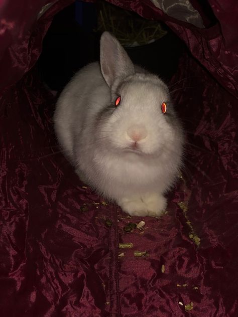 Evil Bunny Aesthetic, Creepy Bunny Aesthetic, Rabbits Aesthetic, Scary Rabbit, Scary Bunny, Creepy Rabbit, Evil Rabbit, Creepy Bunny, Angry Bunny