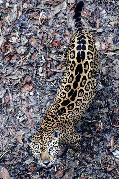 Jaguar Animal, Cat Family, Wild Nature, Large Cats, Leopards, Animal Photo, Beautiful Cats, Big Cats, Beautiful Creatures