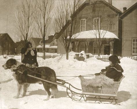 Vintage St. Bernard Dog Sledding Little Girl Wicker Sleigh Sled Dog Winter Snow Dog Carting, Dog Sleigh, St Bernard Dog, Dog Cart, Vintage Sled, Michigan History, Sled Dog, Dog Winter, Bernard Dog