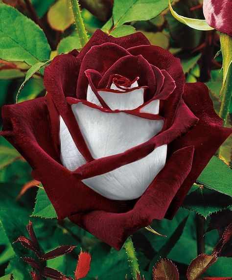 Osiria Rose, Acer Rubrum, Bonsai Seeds, Ornamental Grass, Rare Roses, Chocolate Roses, Rose Seeds, Grass Flower, The Lover