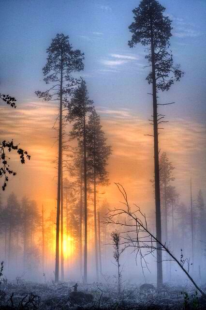 Foggy Trees, Morning Mist, Foggy Forest, Tall Trees, Pics Art, Beautiful Tree, Amazing Nature, 그림 그리기, Beautiful World