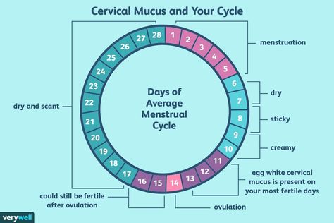 mani ☼ on Twitter: "tracking your period yourself using discharge method (thread)" Ovulatory Cycle, Ovulation Calendar, Fertile Window, Ovulation Cycle, Pregnancy Timeline, Cervical Mucus, Fertility Awareness, Chances Of Getting Pregnant, Menstrual Health