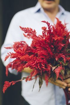 Dragons Breath Plant, Hocking Hills Wedding, Celosia Flower, P Allen Smith, Sun Loving Plants, Dragons Breath, Veg Garden, Wildflower Garden, Flower Landscape