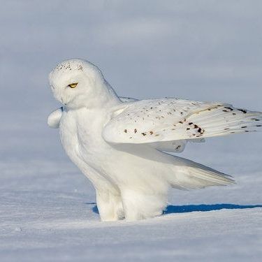 Snowy Owl Art, Winter Owls, Arctic Owl, Art Competition Ideas, Owl Wings, Awesome Owls, Owl Photography, Snow Owl, Owl Photos