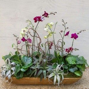 Orchid Bowl, Houseplant Ideas, Orchid Ideas, Plant Vessels, Garden Vase, Orchid Flower Arrangements, Indoor Plant Ideas, Orchid Centerpieces, Orchid Planters