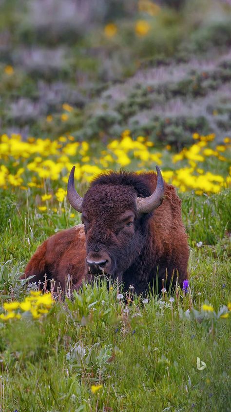 Bison Photography, Boho Decorating, Buffalo Animal, Bison Art, Buffalo Art, Indigenous Knowledge, North American Wildlife, Musk Ox, American Animals