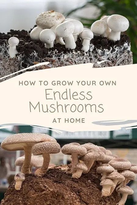 Mushroom Planting At Home, Mushroom Cultivation At Home, How To Grow Mushrooms At Home, How To Grow Mushrooms, Grow Mushrooms, Growing Mushrooms At Home, Mushrooms Growing, Mushroom Growing, Mushroom Cultivation