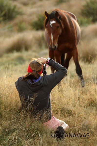 Photographing a wild Kaimanawa horse Kaimanawa Horses, All Animals Photos, Horse Photoshoot Ideas, Amanda Wilson, Wilson Sisters, Dream Stables, Horse Things, Horse Wallpaper, Wild Mustangs