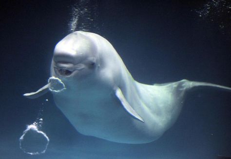 Beluga_whale_blow_bubble Worlds Cutest Animals, Whale Pictures, White Whale, Bubble Ring, Beluga Whale, Underwater Life, Marine Mammals, Under Water, Cute Animal Videos