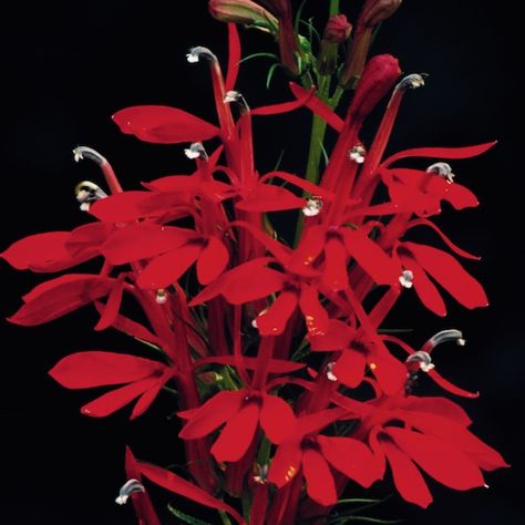 Cardinal Flower - perennial flowers - Lobelia cardinalis  Cardinal flower is an upright growing, 2-4 ft. tall perennial which produces spikes of brilliant flame-red 1.5 in. flowers in late summer. Hummingbirds love them beyond compare. A bog plant in nature, Cardinal flower needs moist, rich soil. Plants prefer part or filtered shade where summers are hot. Self-sows. Winter hardy to zone 3. Cardinal Flowers, Primula Vialii, Carnal Flower, Lobelia Cardinalis, Cardinal Flower, Gardens Of The World, Perennial Flowers, Floating Plants, Hummingbird Garden