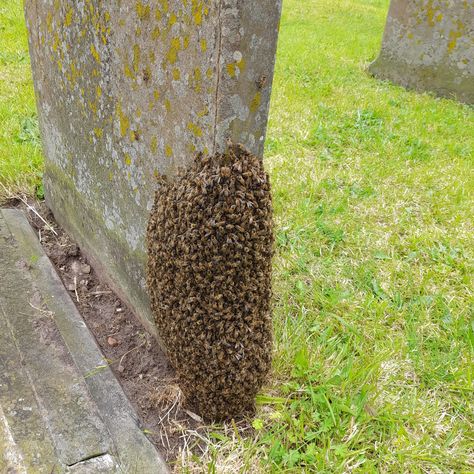 Bee Swarm // Prior to the summer solstice, honeybees are generally expanding their population, growing in size due to the length of the days, and coinciding with nectar flow. Bees are highly attuned to the patterns of the sun, their navigation system based around its position, height and angle to the earth. Swarming is a natural process for honey bees, generally its a way for the colony to reproduce, and is a detailed, fascinating, well executed process. Sometimes when the colony swarms they ... Bee Swarm, The Colony, Honey Bees, Summer Solstice, The Earth, The Sun, Bee, Honey, Sun