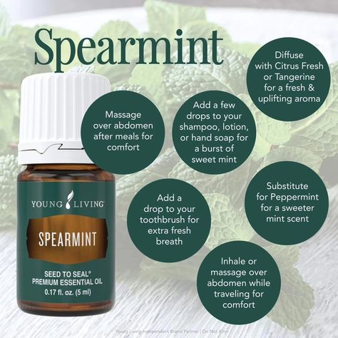 Pass the Mints! There's something about mint scents that open up the breathing and awaken the senses. Young Living offers three mint oils, including Peppermint, Spearmint, and Wintergreen. Peppermint essential oil is perfect for cooling, which can help soothe muscles and provide a burst of energy. Spearmint oil has a milder, sweeter minty aroma that can uplift the mood and aid digestion. Wintergreen, with its fresh and invigorating scent, is often used to soothe muscles and support joint hea... Spearmint Uses, Spearmint Essential Oil, Mint Oil, Peppermint Essential Oil, Young Living, Open Up, Hand Soap, Peppermint, Essential Oil