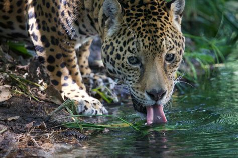 though jaguar populations in mexico were expected to stay the same or decrease between 2010 and 2018, instead numbers rose by 20% from roughly 4000 to 4800 animals | mexico’s yucatan peninsula hosts about 2000 jaguars with others spread throughout coastal and inland habitats across the nation | brazil hosts the largest continuous jaguar habitat today with an estimated population of >10000 individuals || photo: jaguar drinking from a river in mexico by gerardo ceballos Jaguar Habitat, Mexico Blue, Yucatan Peninsula, Tropical Forest, Wildlife Conservation, Big Cats, Pet Birds, Jaguar, Habitat