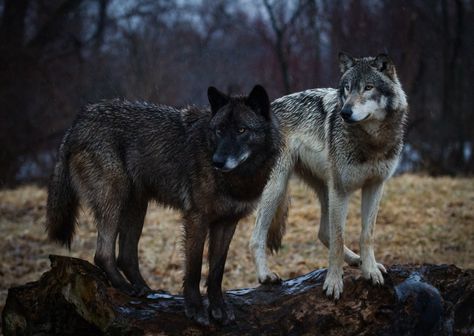 Wolves on a Log Wolfdog Aesthetic, Wolves Photography, 2 Wolves, Wolf Poses, Wolf Designs, Impossible Pie, Leopard Painting, Wolves And Women, Fox Dog