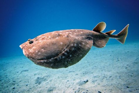 Electric Ray Electric Ray, Animal References, Marine Fish, Phish, Sea Lion, Photo Reference, Marine Life, Sea Turtle, Mammals