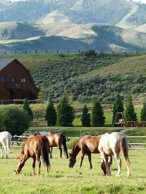 Did you know that horses graze on average 16 hours a day? horse ranch life Montana Ranch, Foto Transfer, Future Farms, Into The West, Ranch Farm, The Enchanted Home, Guest Ranch, Jackson Hole Wyoming, Dude Ranch