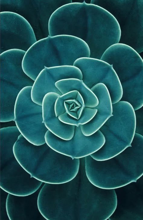 Image Nature, Cactus Y Suculentas, Succulents Diy, Green Nature, Cactus And Succulents, Succulent Plant, Natural Forms, Patterns In Nature, Cacti And Succulents