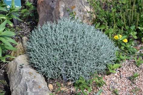 Growing Cotton, Waterville Maine, Garden Border Edging, Lakewood Colorado, Lavender Cotton, Low Water Gardening, Australian Native Garden, Nursery Garden, Alpine Garden