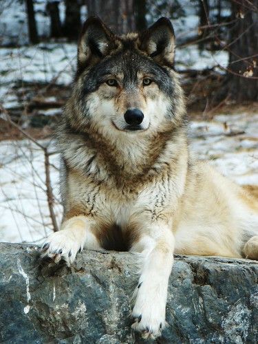 Wolf World, Wolf Life, Wolf Husky, Wolf Images, Wolf Photography, Wolf Photos, Wolf Spirit Animal, Timber Wolf, Wolf Wallpaper