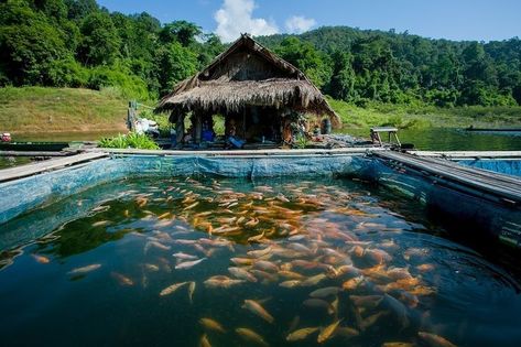 Fish Farming Backyard, Fish Farming Ideas, Aqua Farming, Farm Philippines, Farming Wedding, Aquaculture Fish Farming, Fish Production, Aquaculture Fish, Backyard Bbq Grill