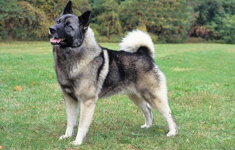 Lil Puppy, Norwegian Elkhounds, Hunting Dogs Breeds, Norwegian Elkhound, James Madison University, Dog Crates, James Madison, Herding Dogs, Purebred Dogs