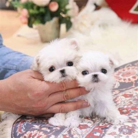 Micro Teacup Morkie puppy for sale! - iHeartTeacups Free Puppies For Adoption, Monkey Pet, Capuchin Monkeys, Morkie Puppies For Sale, Micro Teacup Puppies, Teacup Yorkies, Maltese Puppies For Sale, Maltipoo Dog, Morkie Puppies