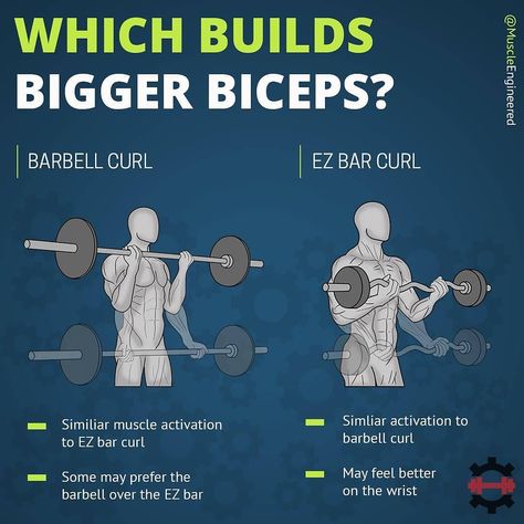 Full Arm Workout, Bigger Biceps, Biceps Brachii, Forearm Workout, Big Biceps, Gym Tips, Biceps And Triceps, Bulk Up, Fitness Gear