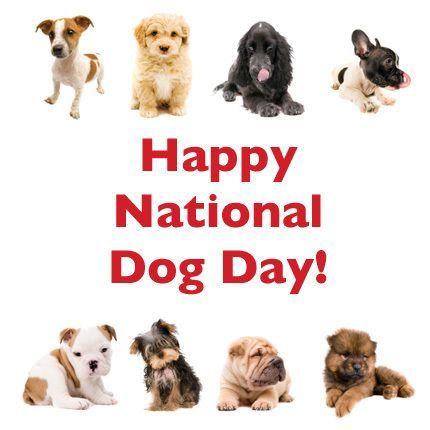 Happy National Dog Day from your friends at Pet Eden! http://www ... National Love Your Pet Day, Pet Cam, Happy National Dog Day, Dog Breeds Pictures, Love Your Pet Day, Cute Puppy Breeds, National Dog Day, Happy National Day, Game Mode