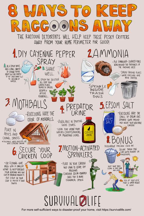 Wondering how to get rid of raccoons? Raccoons may look cute and even pitiful at times, but they do pose a threat. By being potential rabies virus-carriers, they are a danger to you, your family, and your pets. These raccoon deterrents will help keep these pesky critters away from your home perimeter for good! #howtogetridofraccoons #infographic #raccoondeterrent #raccoonrepellent Keep Raccoons Out Of Garden, How To Keep Raccoons Out Of Trash, Coyote Repellent, Raccoon Repellent, Getting Rid Of Raccoons, Deer Repellent, Snake Repellent, Homeowner Tips, Get Rid Of Flies