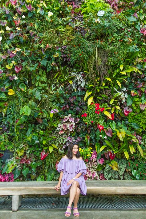 Cloud Forest Singapore, Green Wall Plants, Green Wall Garden, Singapore Things To Do, Forest Gardens, Vertical Green Wall, Vertikal Garden, Vertical Garden Plants, Singapore Garden