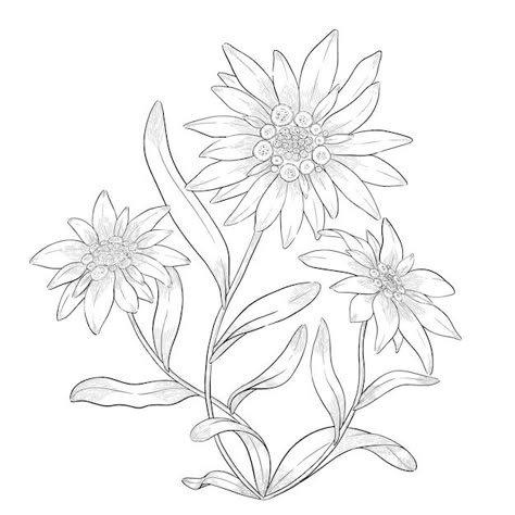 Edelweiss Botanical Illustration, Edelweiss Tattoo Design, Edelweiss Flower Drawing, Edelweiss Illustration, Edelweiss Drawing, Edelweiss Flower Tattoo, Edelweiss Tattoo, Botanical Mandala, Stella Alpina