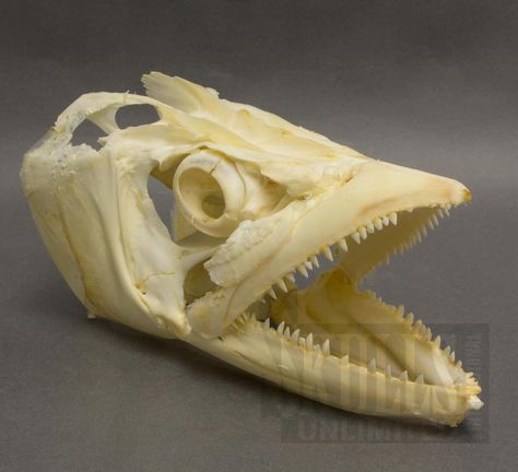 King Mackerel Skull References, Persona Ideas, Fish Skull, Large Keepsake Box, King Mackerel, Memento Mori Jewelry, Split Rock Lighthouse, Mackerel Fish, Head Anatomy