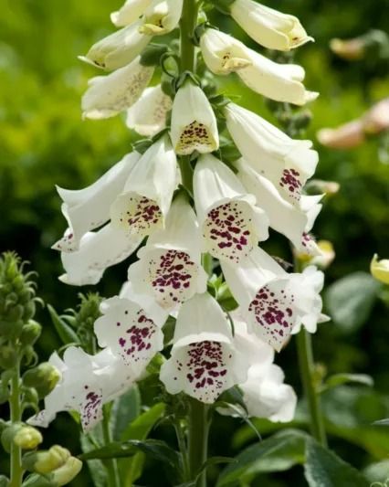 Digitalis Purpurea, Autumn Fern, Herbaceous Border, Hummingbird Garden, Mid Summer, Coastal Gardens, How To Attract Birds, Buy Plants, Plant Combinations