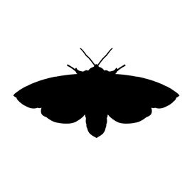 Animals | Free Stencil Gallery - Part 8 Moth Stencil, Moth Silhouette, Free Printable Stencils, Silhouette Animals, Animal Stencils, Printable Stencils, Tiger Moth, Lino Art, Kinds Of Animals