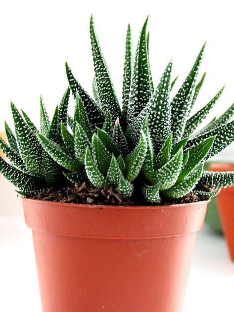 All the Haworthia Succulent Care Tips! – Mod and Mint Plant Care Howarthia Succulent, Mint Plant Care, Succulent Care Tips, Haworthia Succulents, Plants Tips, Mint Plant, Plant Care Guide, Plant Names, Zebra Plant