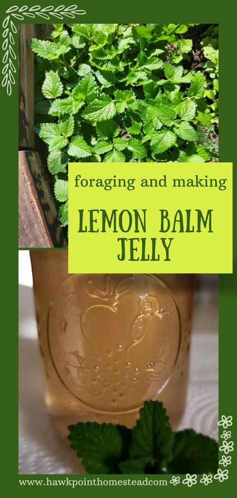 Foraging is so fun and beneficial. It is a wonder just how many weeds, flowers and herbs offer so many benefits. This delicious lemon balm jelly recipe is so easy to make and has such a wonderful sweet citrus taste. Enjoy the beautiful sweet lemon balm jelly with the subtle lemon flavor.  It is so fun to make delicious floral and herb jellies from different edible flowers and herbs, and so fun for kids also. The different jellies make great gifts! Lemon Balm Jelly Recipe, Recipes With Lemon Balm, Lunch Ideas Pasta Salad, Healthy Dinner Recipes Chicken Breast, Lemon Balm Benefits, Skin Care Glow, Lemon Balm Uses, Lemon Balm Recipes, Diy Sauces