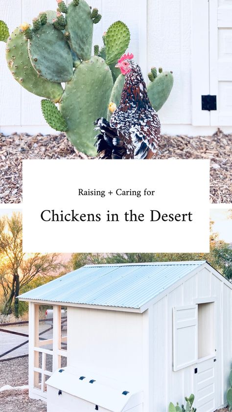 Homestead In The Desert, Chickens In Arizona, Desert Chicken Coop, Homesteading In The Desert, Arizona Chicken Coop, Coffee Ground Chicken Bedding, Desert Farming, Desert Homesteading, Barnyard Chickens