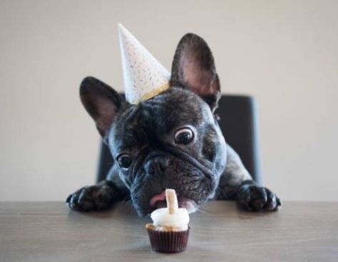 Frenchie Birthday, Happy Birthday French Bulldog, Cupcakes For Dogs Recipe, French Bulldog Birthday, Pupcake Recipe, Bulldog Birthday, Curried Sausages, Bulldog Images, Puppy Items