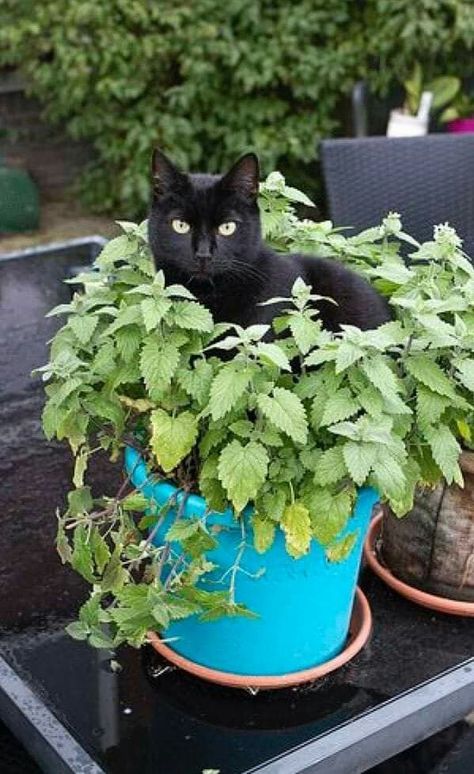 Cat Plants, Cat Garden, A Black Cat, Cat Box, Cat Aesthetic, Cute Cats And Kittens, Cats Meow, Pretty Cats, Beautiful Cats