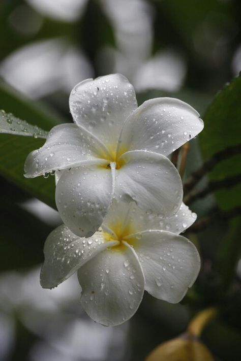 Frangipani Frangipani Photography, White Frangipani, White Hibiscus Flower Aesthetic, Frangipani Flower Aesthetic, Frangipani Aesthetic, Plumeria Aesthetic, Frangipani Flower, Fiori Frangipani, Hawaiian Plumeria