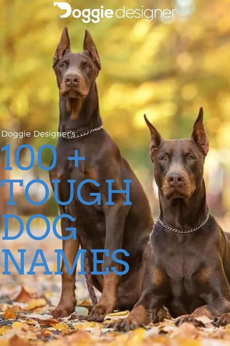 Tough Dog Names Boys, Strong Dog Names Male, Female Dog Names List, Doberman Names, Male Dog Names List, Strong Dog Names, Tough Dog Names, Big Dog Names, Top Dog Names