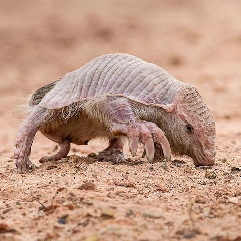 Super rare Chacoan fairy armadillo in Bolivia / Calyptophractus retusus Fairy Armadillo, Bolivia, Handmade Paper, Reptiles, Animals