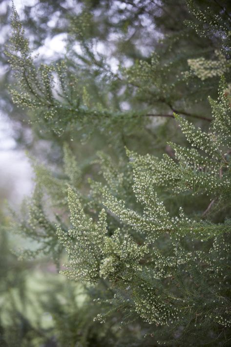 Tree heather preparing to flower. Uneven Garden, Hot Garden, Flower Library, Ornamental Garden, Heather Plant, Flowers And Bees, Garden Goals, Broadleaf Evergreen, North Garden