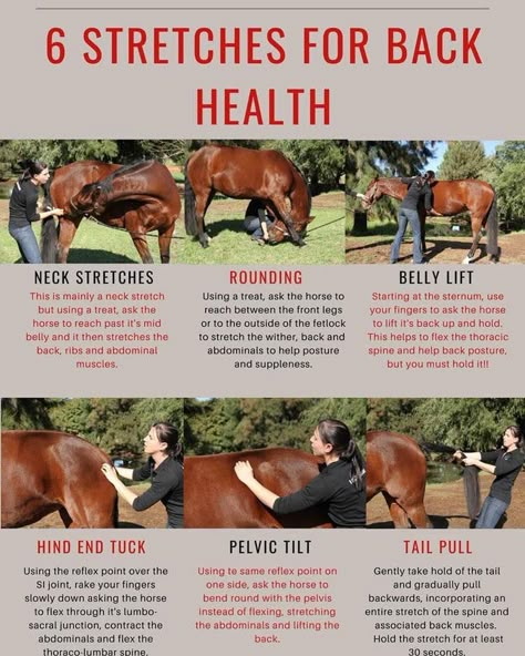 Equine back health Equine Massage Therapy, Horse Massage, Equine Massage, Horse Hacks, Horse Training Exercises, Riding Exercises, Horse Lessons, Equine Care, Healthy Horses